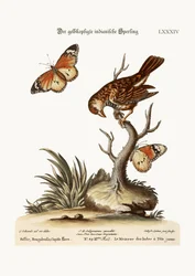 Il passero indiano dalla testa gialla, 1749-73